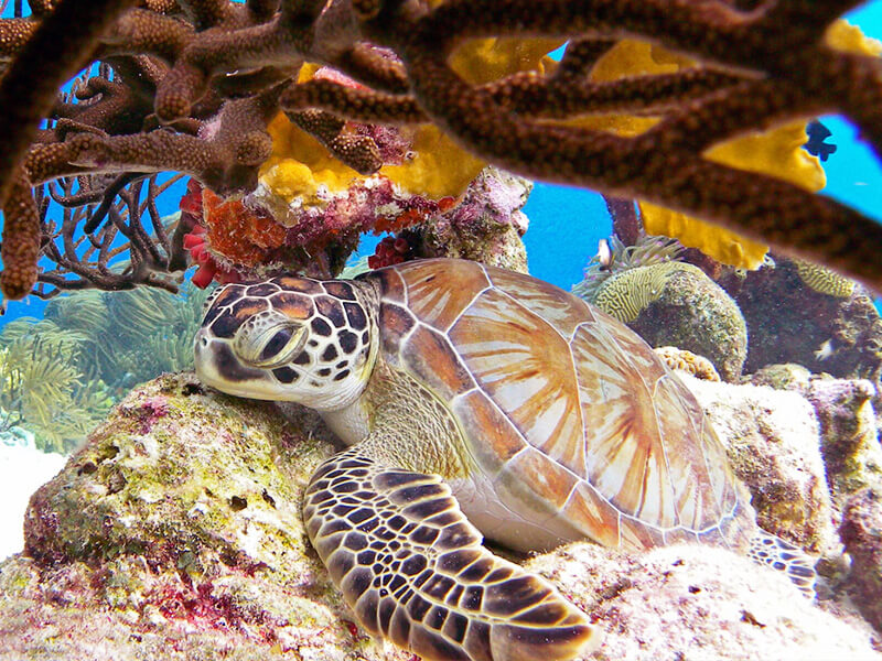 Tartaruga em Bonaire Foto: Divulgação