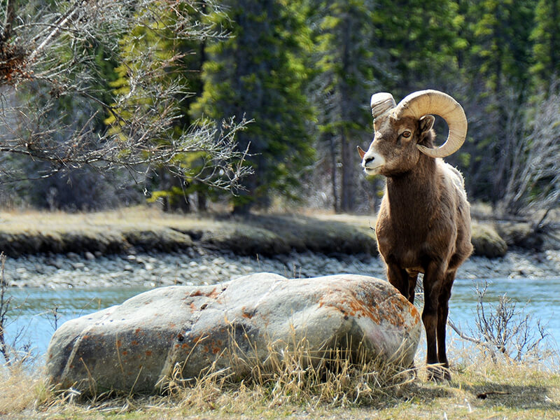 Jasper National Park Foto: Teresa Perez Tours
