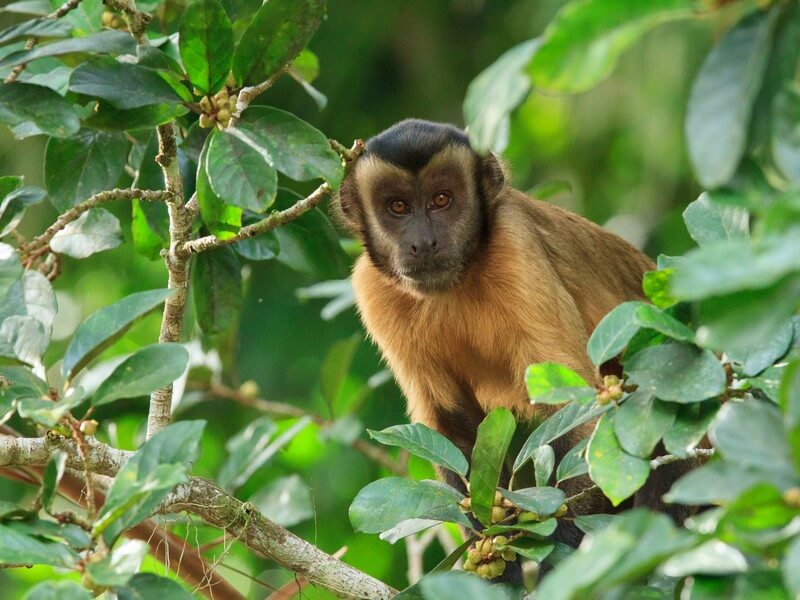 Fauna na Amazônia Foto: Divulgação