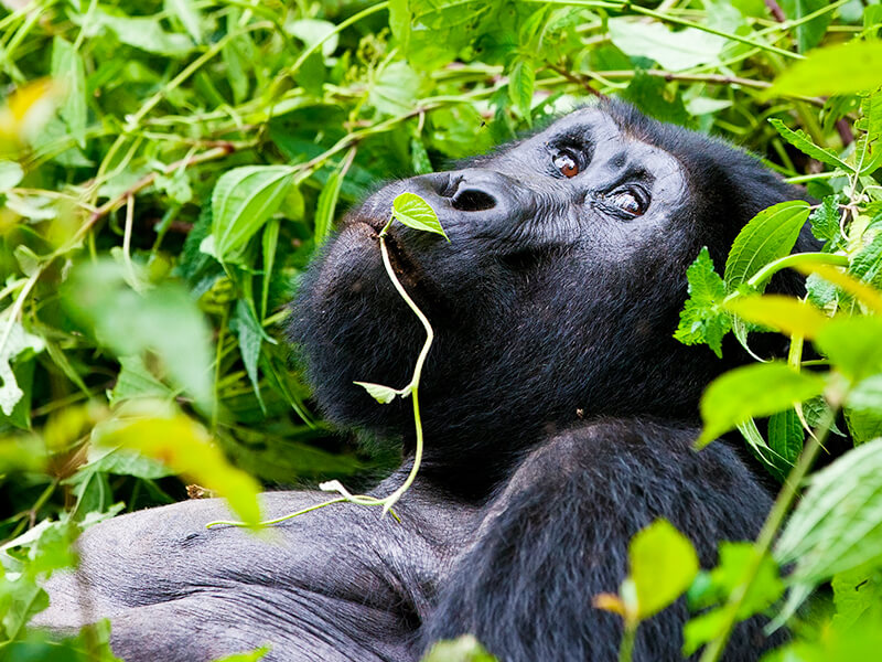 Gorilas em Uganda Foto: Teresa Perez Tours