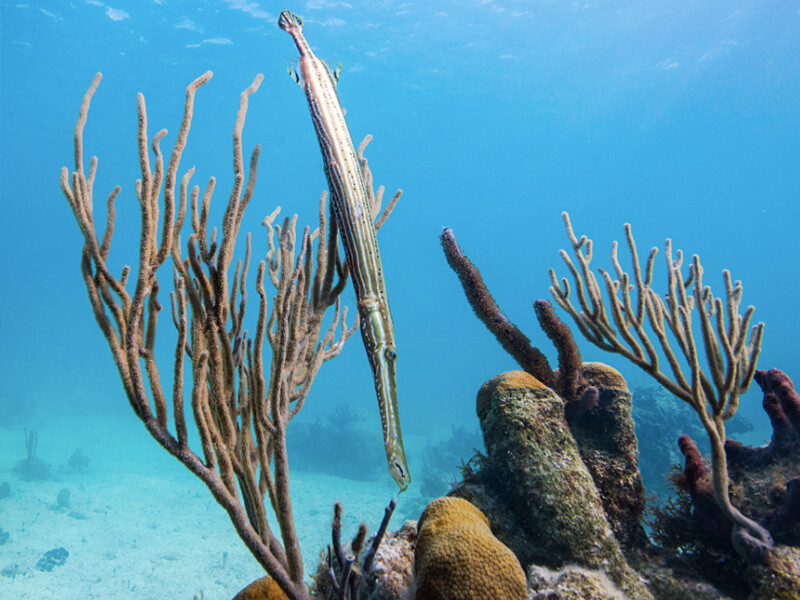 The Bight Reef Foto: Divulgação
