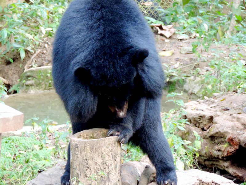 O urso preto Foto: Ana Maria Junqueira