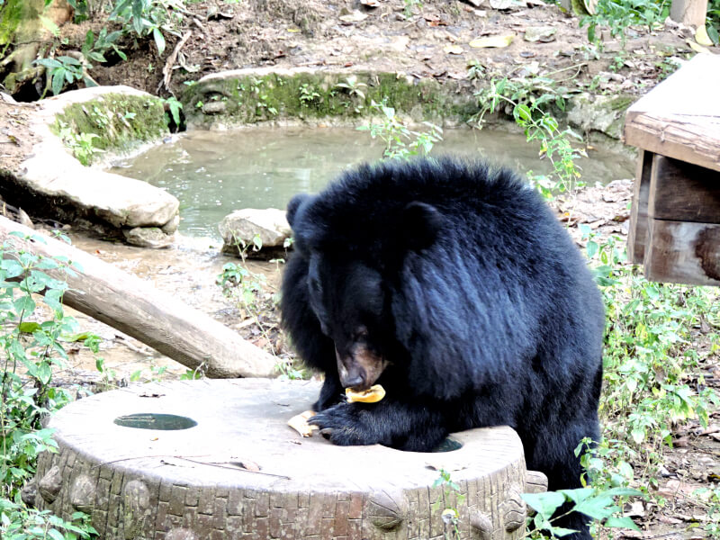 O urso preto se alimentando Foto: Ana Maria Junqueira