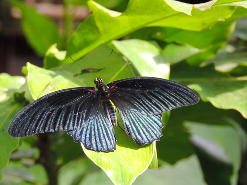 Borboleta no Parque de Kuang Si