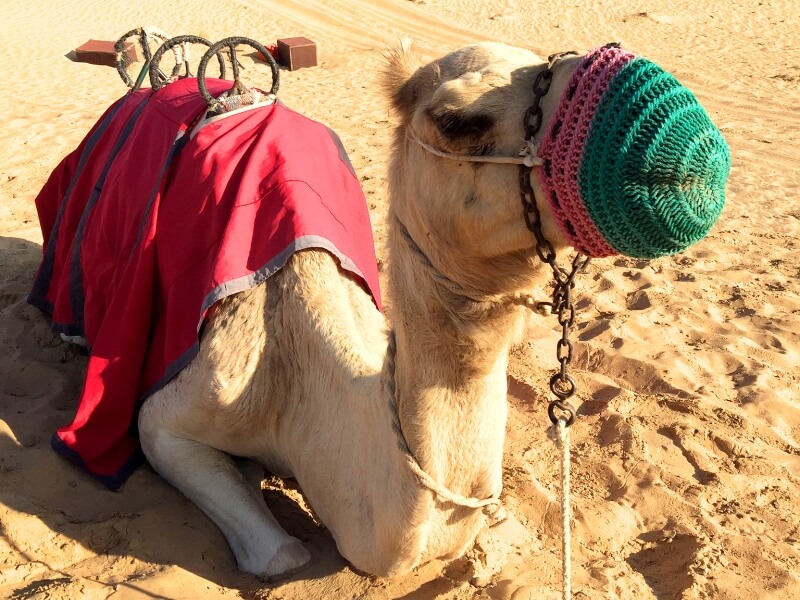 Camelo no Deserto de Dubai Foto: Ana Maria Junqueira