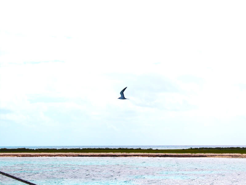 Gaivota em French Cay Foto: Marina Fonseca