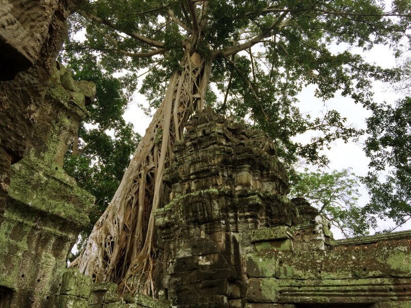 Ta Prohm Foto: Ana Maria Junqueira