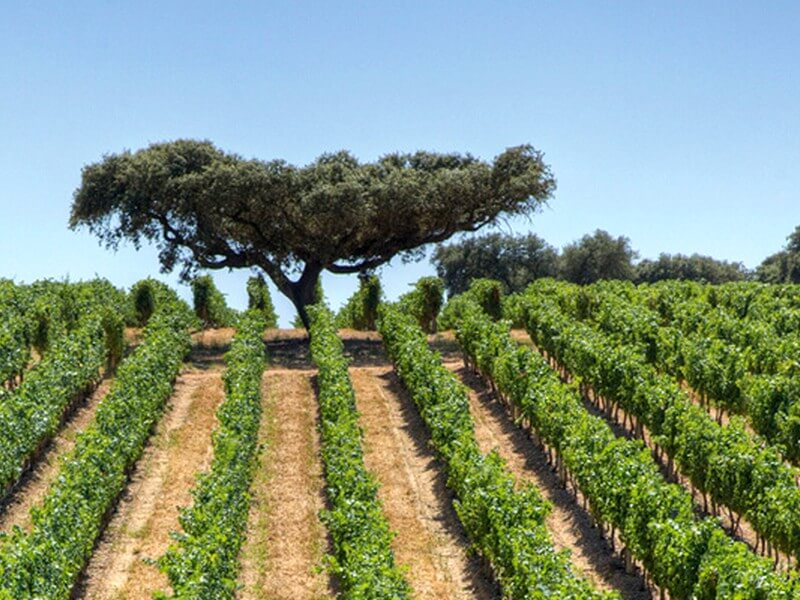 Herdade da Malhadinha Nova Foto: Divulgação