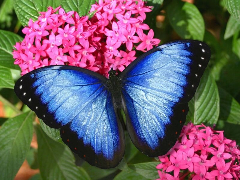 Butterfly World Foto: Reprodução