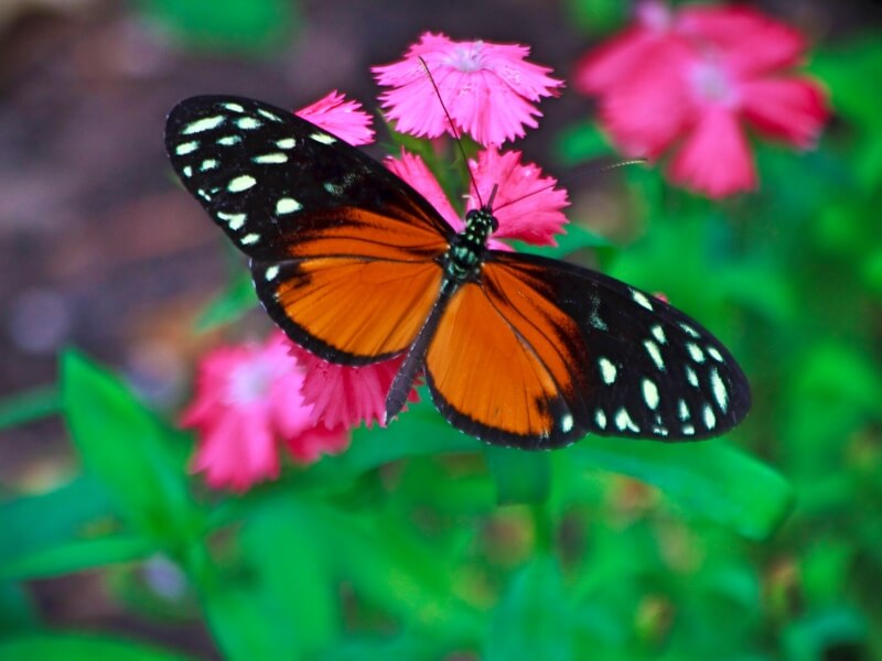 Butterfly World Foto: Reprodução