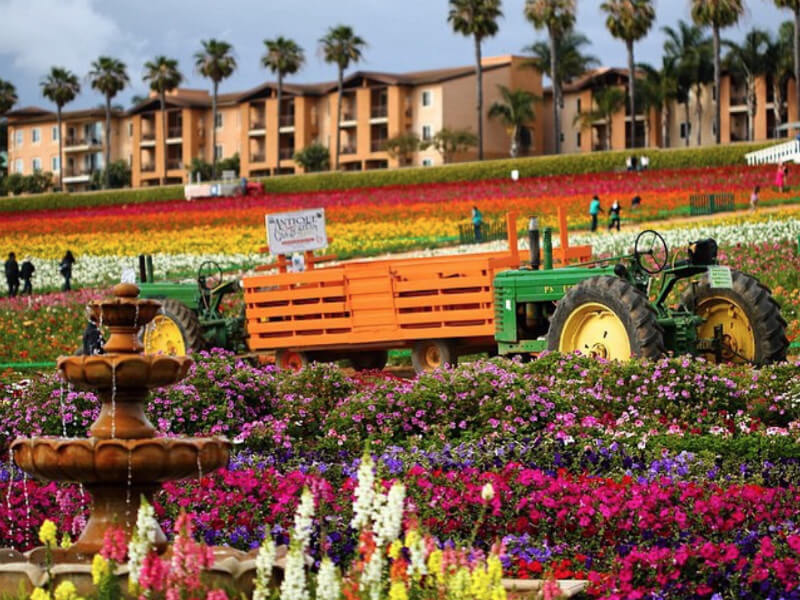 The Flower Fields Foto: Reprodução
