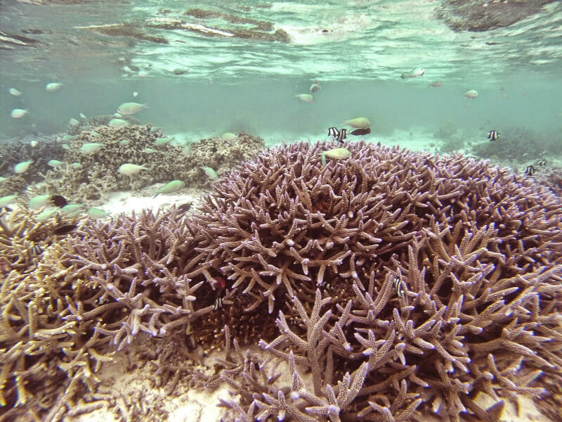 Snorkeling no Velassaru Resort Foto: Lala Rebelo