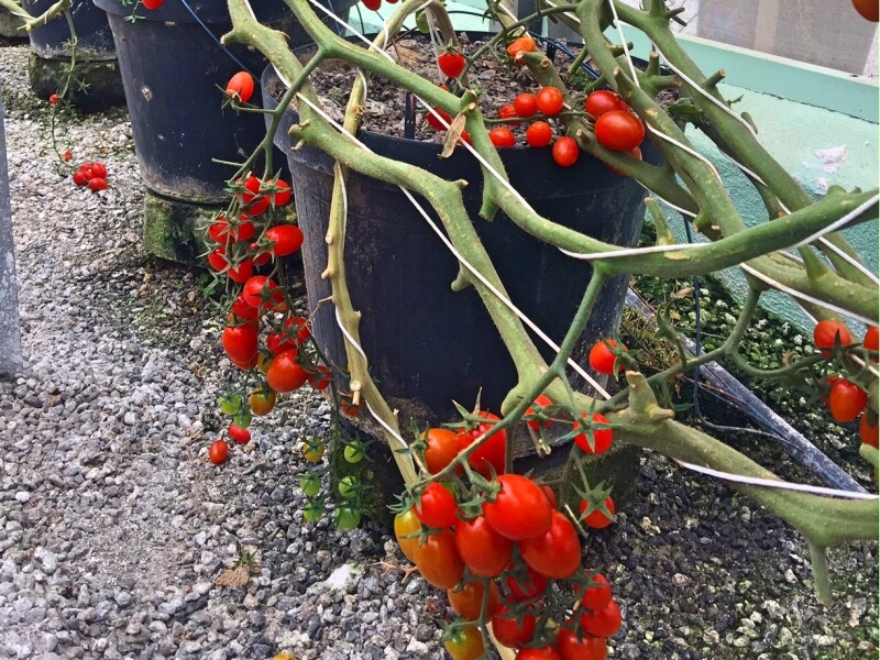 Tomatinhos cereja produzidos no Unique Garden Foto: Ana Maria Junqueira