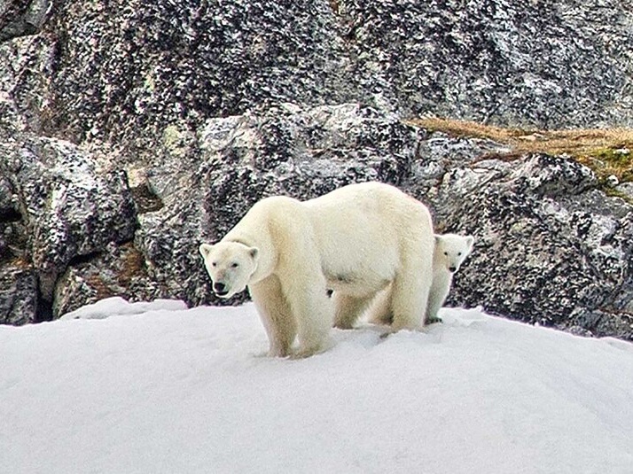 Urso polar no cruzeiro Ponant Foto: Divulgação